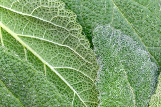 Feuilles de sauge épicée