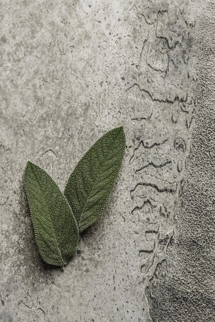 feuilles de sauge sur fond gris