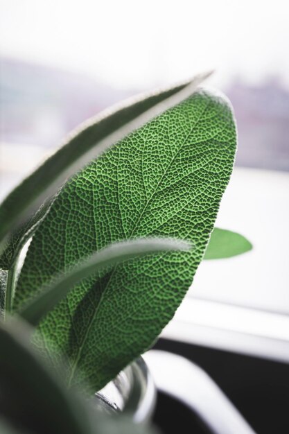 Feuilles de sauge verte fraîchement cueillies dans le jardin de la maison.