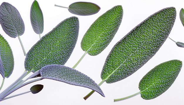 Feuilles de sauge verte fraîcheur vibrante sur fond blanc isolé capturant l'essence de la nature