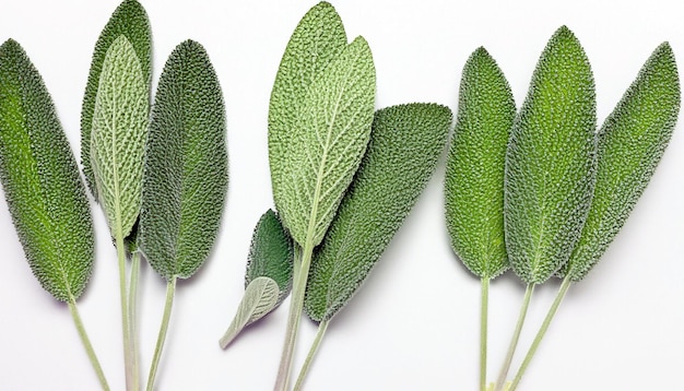 Feuilles de sauge verte fraîcheur vibrante sur fond blanc isolé capturant l'essence de la nature