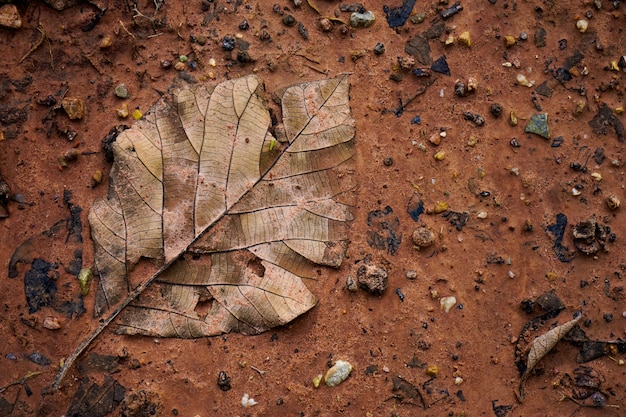 Les feuilles se décomposent sur le sable