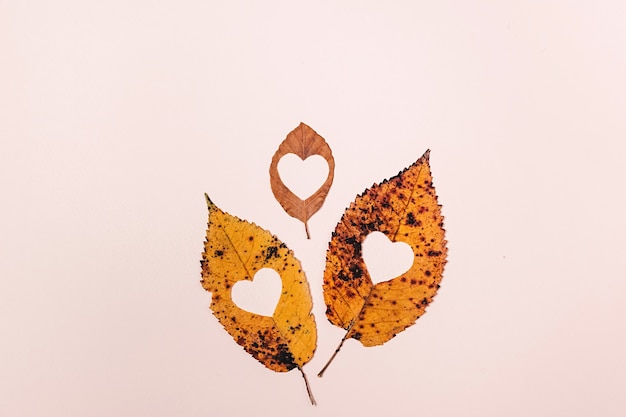 feuilles séchées avec coeur sculpté au milieu