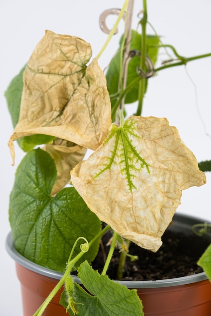 Feuilles séchées sur les concombres Mauvais entretien des concombres d'intérieur lorsqu'ils sont cultivés à la maison dans des pots