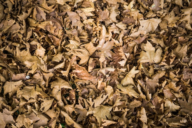 Feuilles séchées