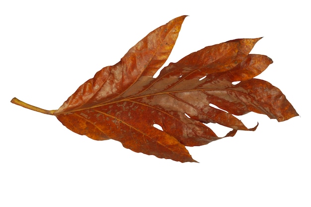 Feuilles séchées