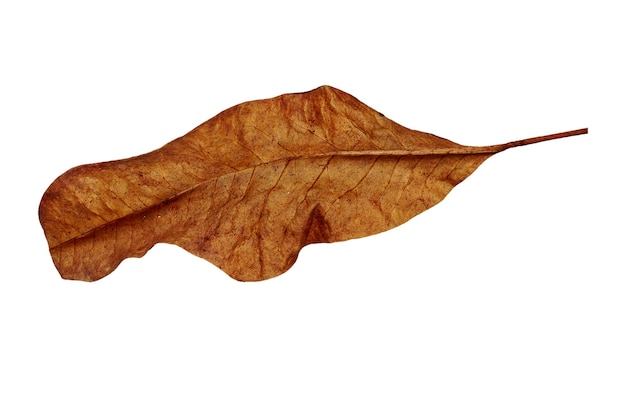 Feuilles séchées