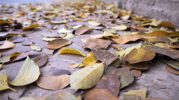 Feuilles sèches sur les allées piétonnières