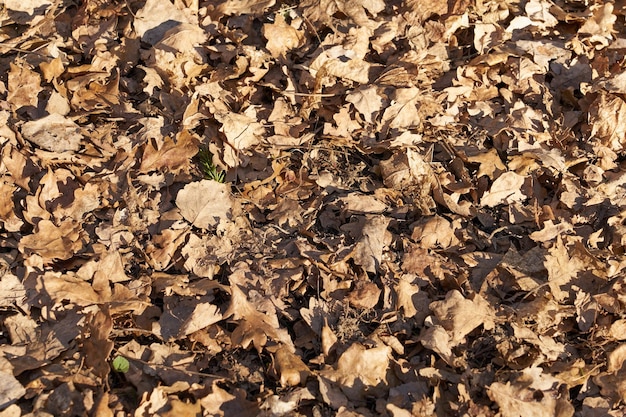 Feuilles sèches de l'année dernière dans la forêt au sol en toile de fond