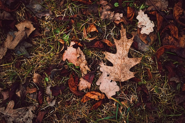 Feuilles sèches au sol par temps froid d'automne et saison d'automne