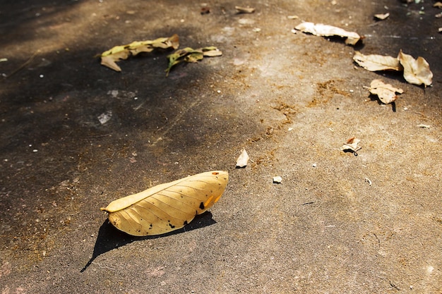 Feuilles sèches au sol