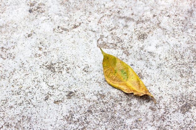 Feuilles sèches au sol