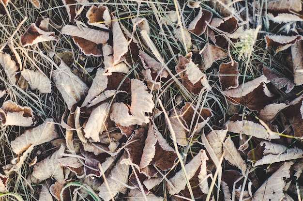 Feuilles sèches d'automne congelées, fond d'hiver vintage naturel, image macro