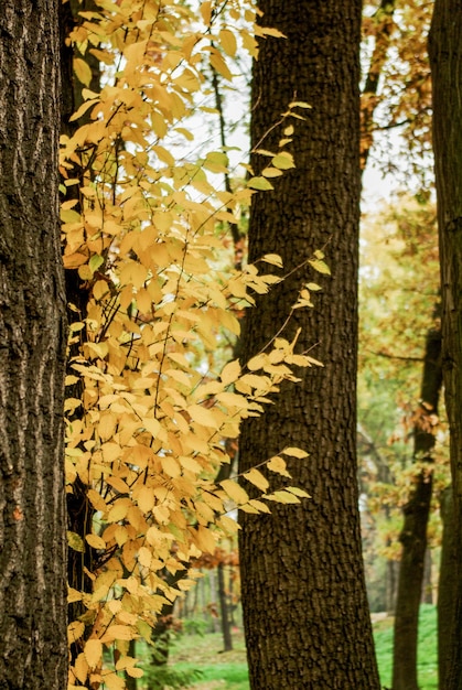 Feuilles sèches d'automne