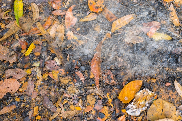 Feuilles sèches brûlées vue de dessus à l'extérieur