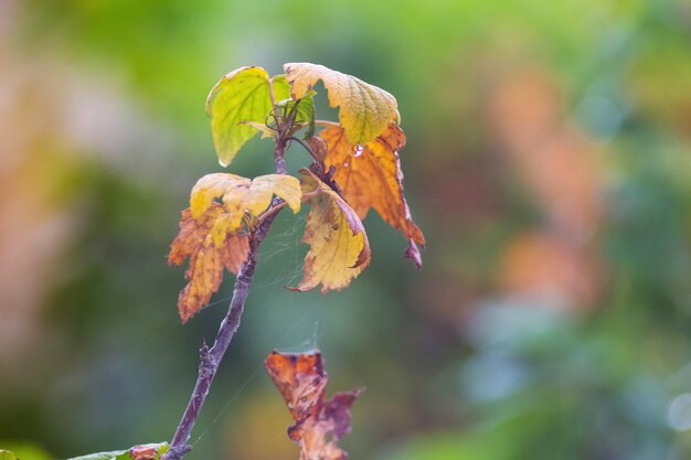 Feuilles sèches brunes sur une branche de cassis à l'automne