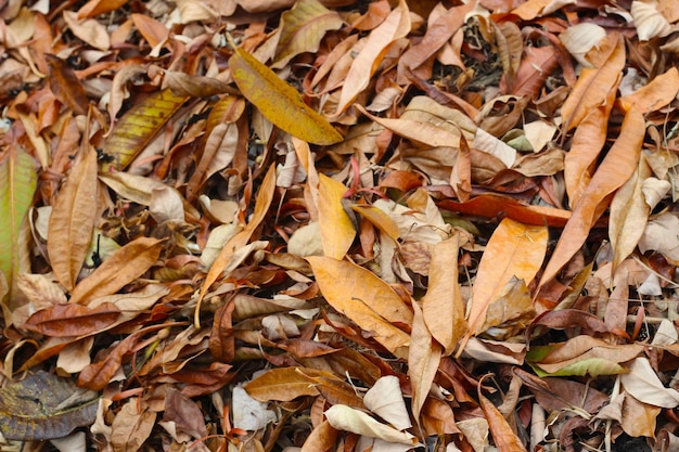 Feuilles sèches brunes pour le fond