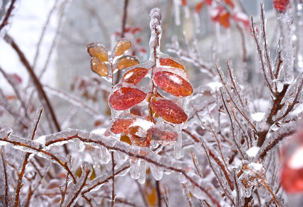 Feuilles sèches brunes poussant sur une branche recouverte de glace