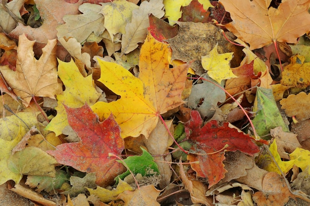 Feuilles sèches colorées sur le sol en automne.