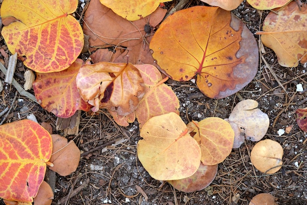 Feuilles sèches colorées tombées sur le sol de la forêt ou sur le sol du parc