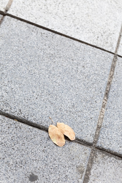 Feuilles sèches sur le couloir du rez-de-chaussée