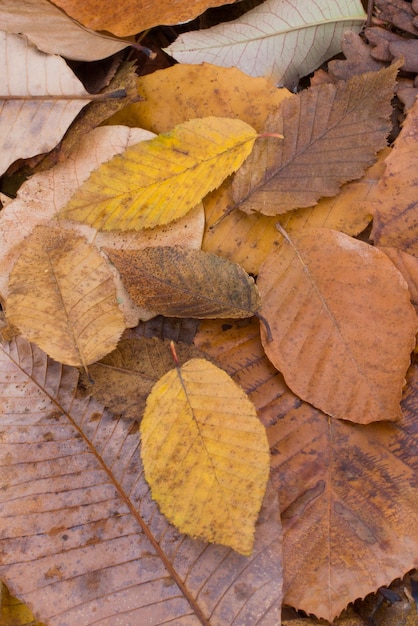 Feuilles sèches exceptionnelles sur d'autres feuilles comme fond d'automne