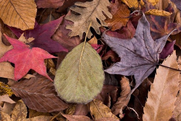 Feuilles sèches sur fond d'automne