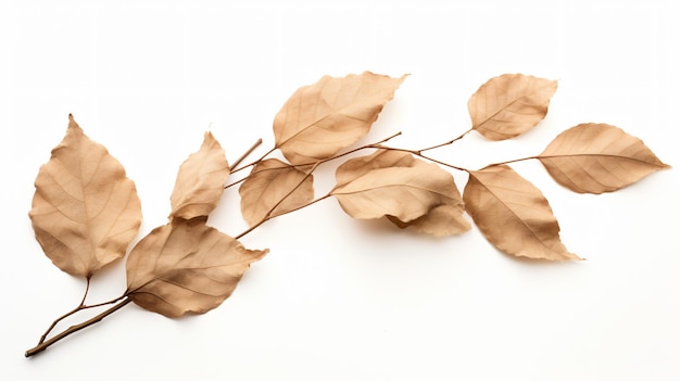 Photo des feuilles sèches sur un fond blanc isolé