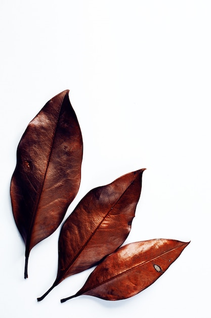 Feuilles sèches sur fond blanc