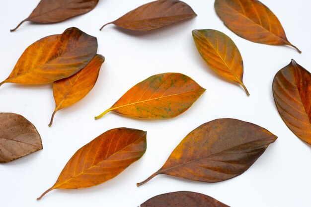 Feuilles sèches sur fond blanc