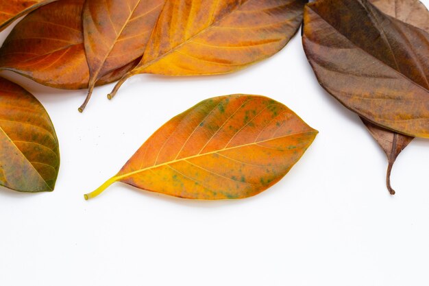 Feuilles sèches sur fond blanc