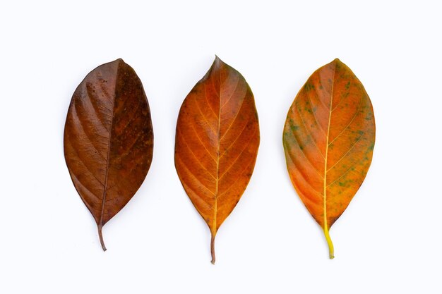 Feuilles sèches sur fond blanc