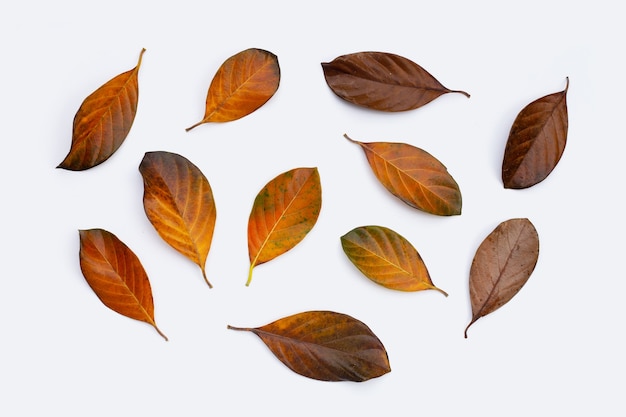 Feuilles sèches sur fond blanc