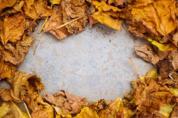 Feuilles sèches sur fond blanc