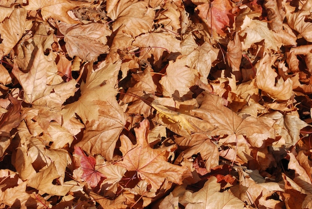 feuilles sèches gisant sur fond de sol