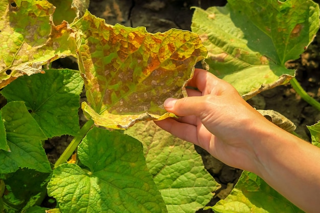 feuilles sèches jaunes gâtées de concombres. maladie du concombre, problème de ravageurs, concept de culture du concombre