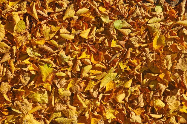 Feuilles sèches jaunes tombées sur le sol.