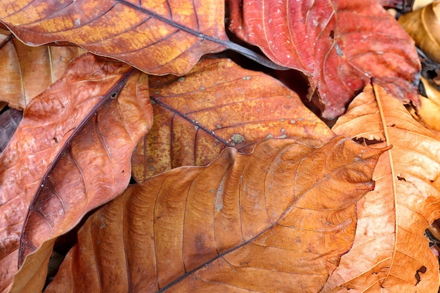 Les feuilles sèches ont des détails intéressants.