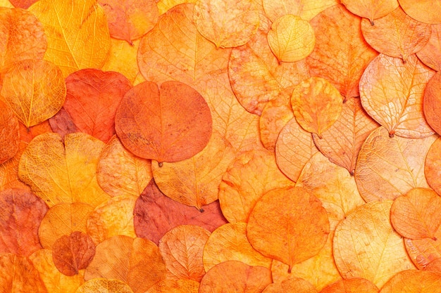 Feuilles sèches orange dans une vue rapprochée