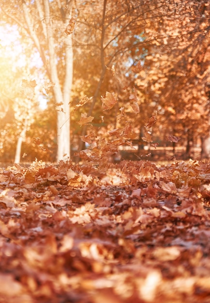 Feuilles sèches orange vif et jaune volant dans les airs dans un parc d'automne sous les rayons du soleil du soir, parc d'automne de novembre avec des arbres, beau fond