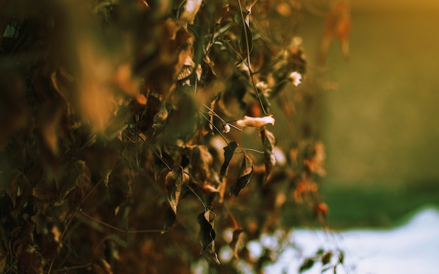 feuilles sèches d'une plante en automne au soleil.