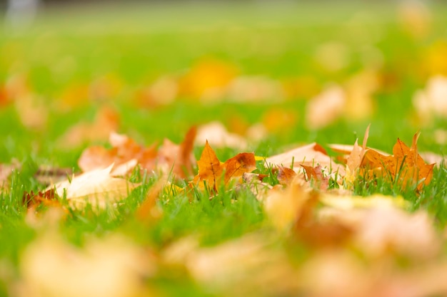 Les feuilles sèches se trouvent dans le jardin