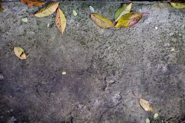 Feuilles sèches sur sol en béton. Les feuilles jaunes sont tombées des arbres en automne.