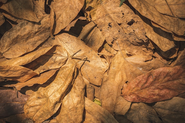 Feuilles sèches sur le sol dans la forêt. Notion de sécheresse ou d&#39;été.