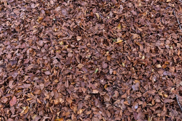 Feuilles sèches sur le sol de la forêt