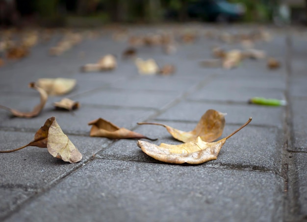 Feuilles sèches sur la surface peu profonde pour fond naturel