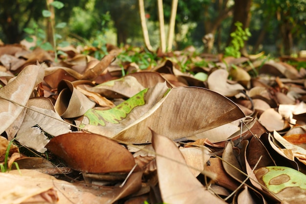 Feuilles sèches tombées sur le sol se bouchent