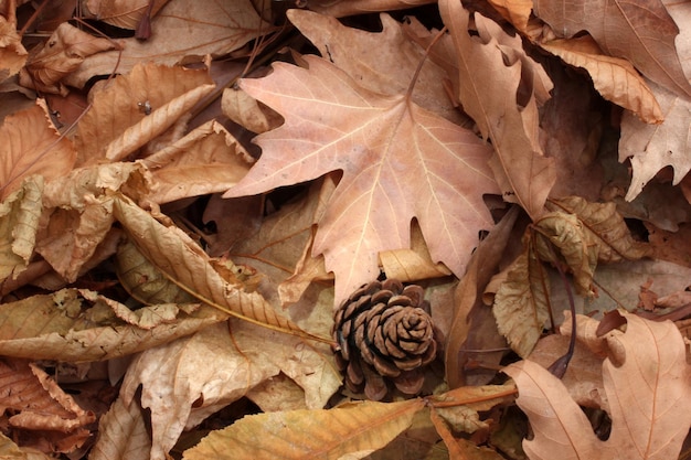 feuilles sèches