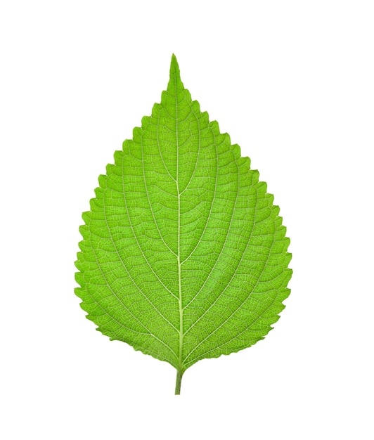 Feuilles de shiso sur fond blanc