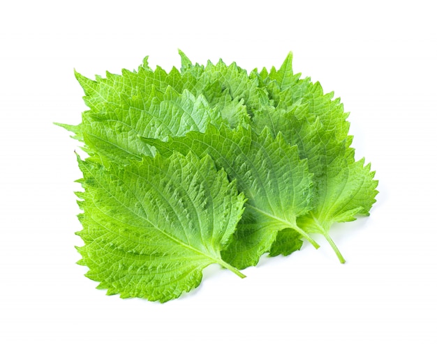 Feuilles de shiso sur tableau blanc.